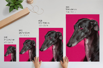 Decorative poster A black and white dog on an intense pink background