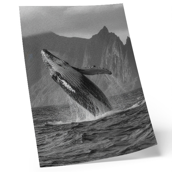 Premium wall art A photo of a jumping whale with mountains in the background.
