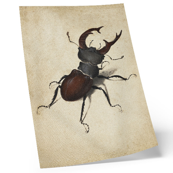 Poster The Stag Beetle by Albrecht Dürer (1505)