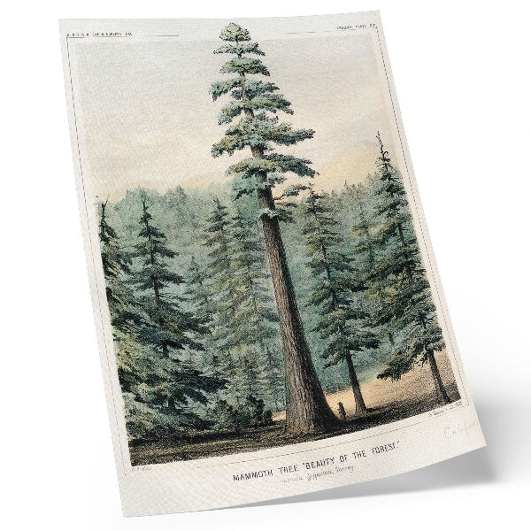 Premium wall art Wellingtonia, a mammoth tree towering over the surrounding forest, with a man at its base