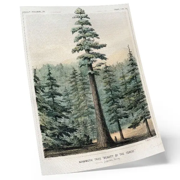 Premium wall art Wellingtonia mammoth tree towering over a forest with a person at its base
