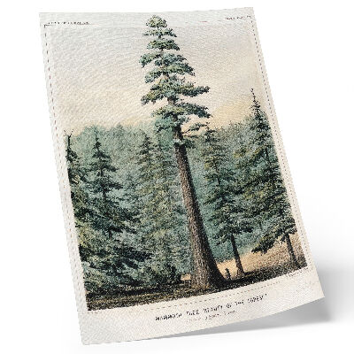 Premium wall art Wellingtonia, a mammoth tree towering over the surrounding forest, with a man at its base