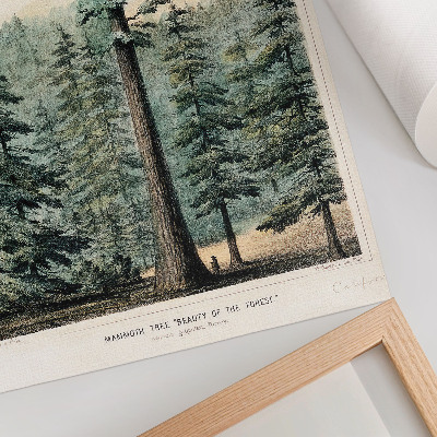 Premium wall art Wellingtonia, a mammoth tree towering over the surrounding forest, with a man at its base