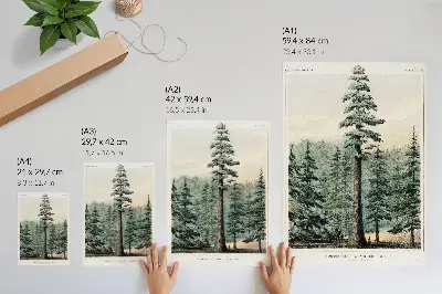 Premium wall art Wellingtonia mammoth tree towering over a forest with a person at its base