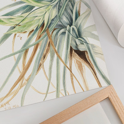 Poster Wild Pineapple (Tillandsia fasciculata) (1921) by Mary Vaux Walcott