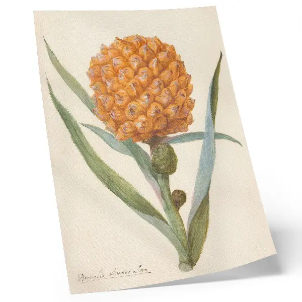 Decorative poster featuring Bromelia ananas linn by an anonymous artist from the 18th century