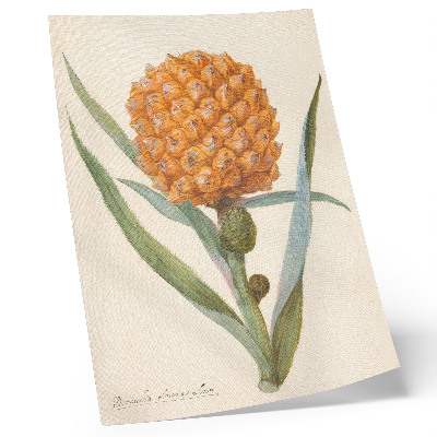 Decorative poster Bromelia ananas linn (c. 1700 - c. 1749) by an anonymous artist
