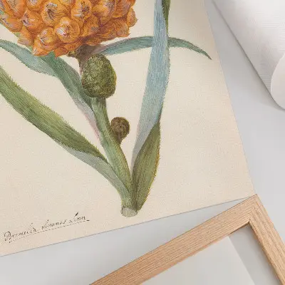 Decorative poster featuring Bromelia ananas linn by an anonymous artist from the 18th century