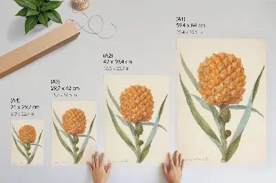Decorative poster featuring Bromelia ananas linn by an anonymous artist from the 18th century