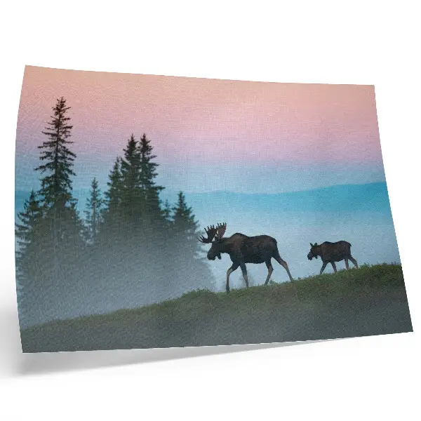 Poster moose in the morning fog with trees