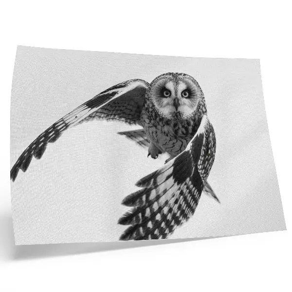 Owl in flight poster featuring a portrait of unique elegance and a peaceful atmosphere