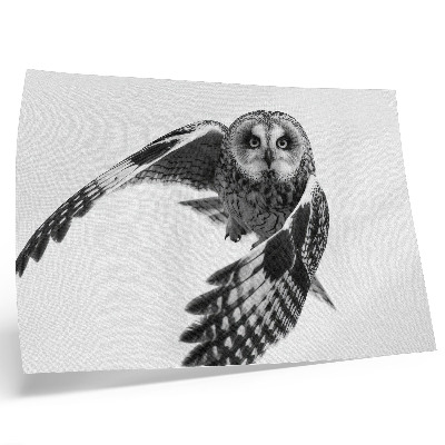 Poster Portrait of an owl in flight, unique elegance, peaceful atmosphere