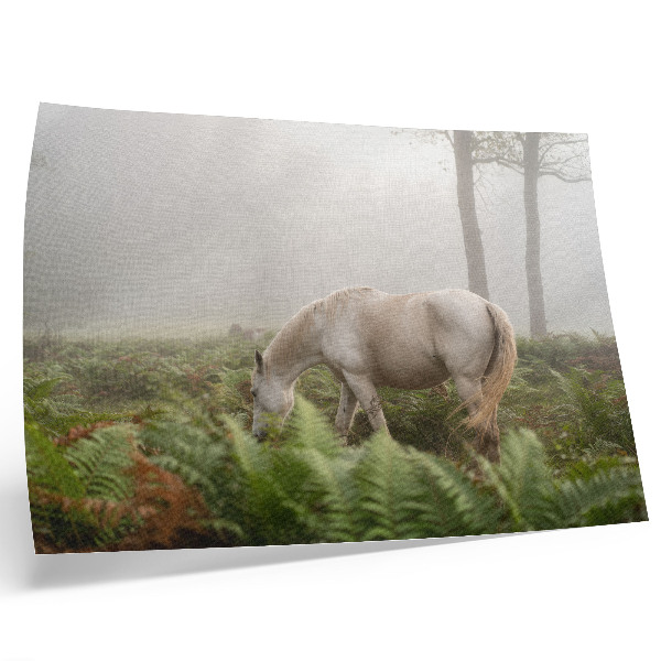 Poster A horse against a background of ferns in a misty forest