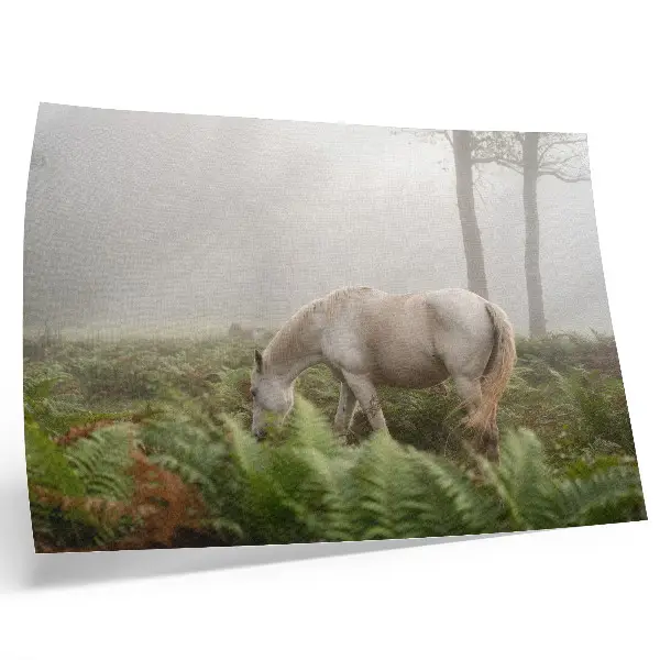 Poster a horse in a misty forest with ferns