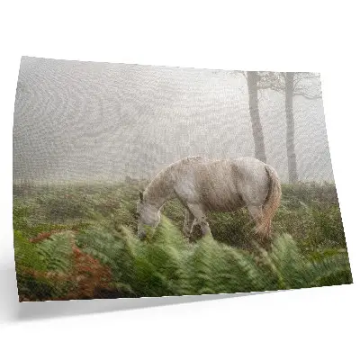 Poster a horse in a misty forest with ferns