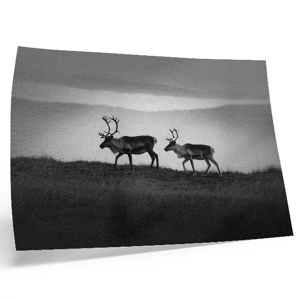 Photo canvas minimalist reindeer on a hill composition