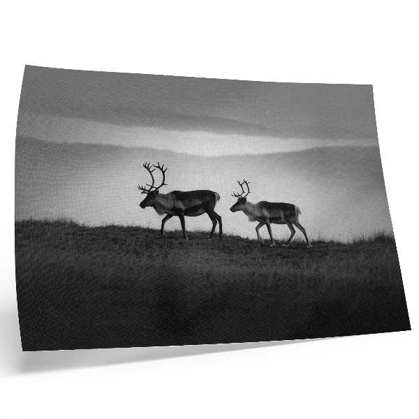 Photo canvas Reindeer on a hill minimalist composition