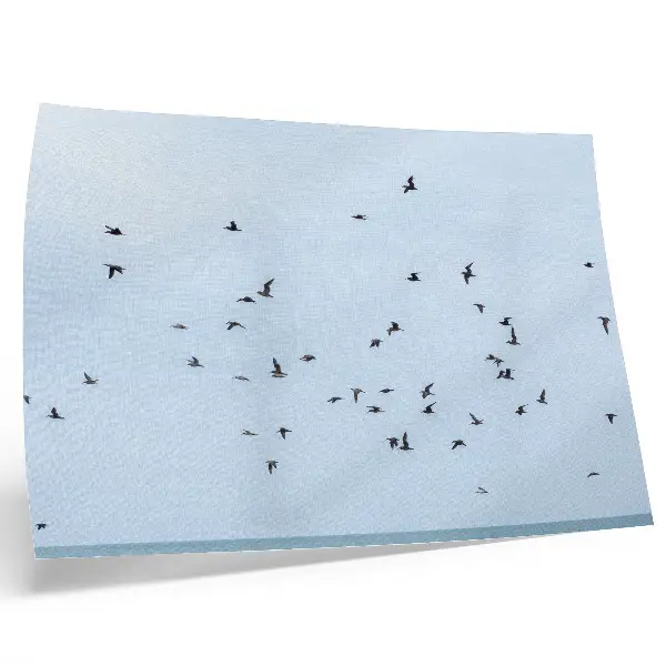 Decorative canvas print featuring a flock of birds over the blue sea