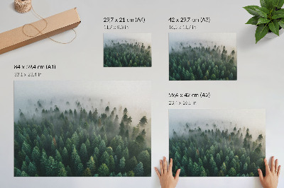 Poster Green forest in the fog, atmospheric and mysterious