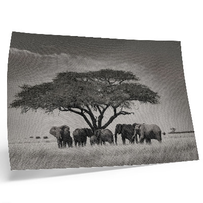 Photo canvas Elephants under a tree in the African savannah