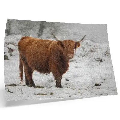 Photo canvas featuring a Scottish cow in a snowy landscape
