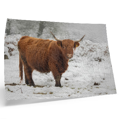 Photo canvas Scottish cow in a snowy landscape