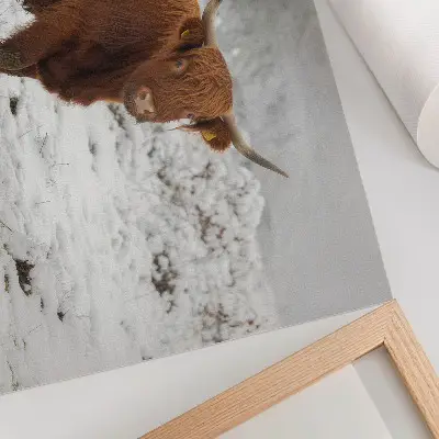 Photo canvas featuring a Scottish cow in a snowy landscape