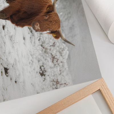 Photo canvas Scottish cow in a snowy landscape