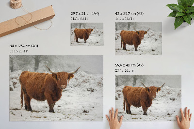 Photo canvas Scottish cow in a snowy landscape