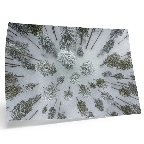 Photo canvas minimalist winter forest in a peaceful natural setting