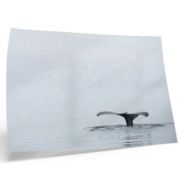 Whale tail above water minimalism harmony poster minimalist whale tail art print