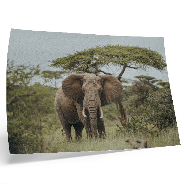 Poster An elephant against the background of a green savannah