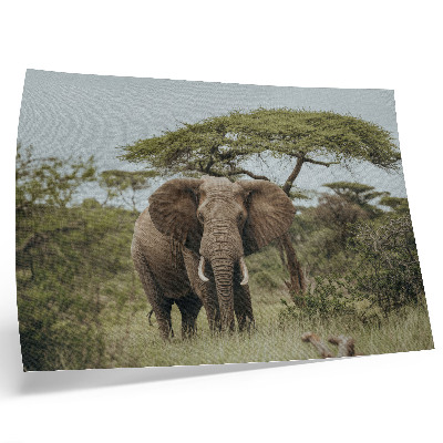 Poster An elephant against the background of a green savannah