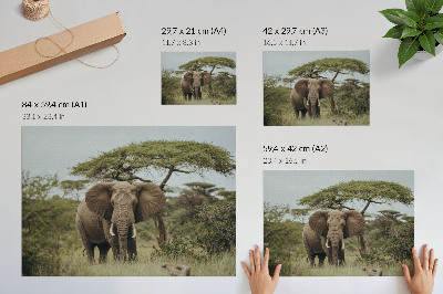 Poster An elephant against the background of a green savannah