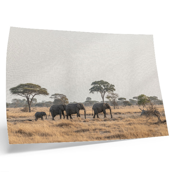 Poster Elephants on the African savannah among the trees