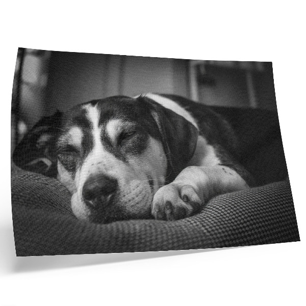 Decorative canvas print Adorable dog sleeping on a pillow