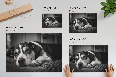 Decorative canvas print Adorable dog sleeping on a pillow