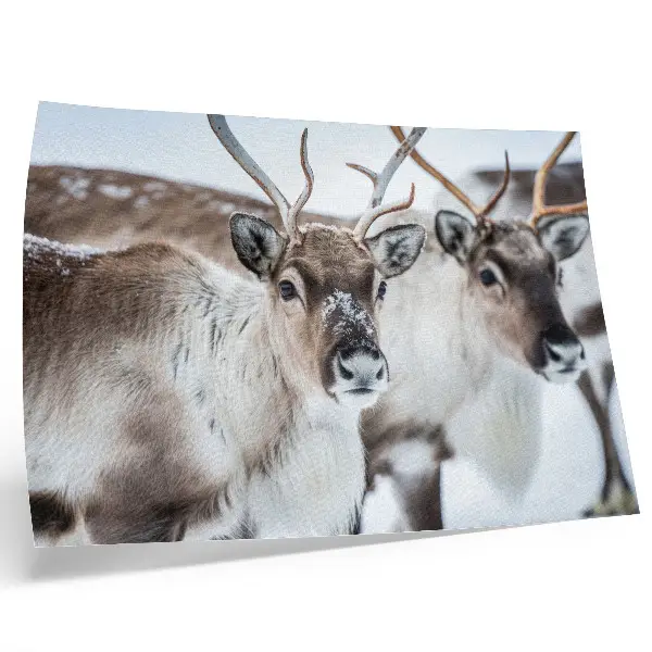 Poster reindeer with natural antlers in a winter landscape