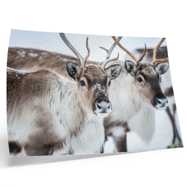 Poster Reindeer with natural antlers winter landscape harmony