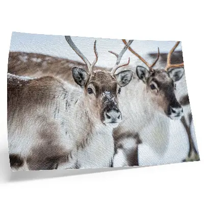 Poster reindeer with natural antlers in a winter landscape