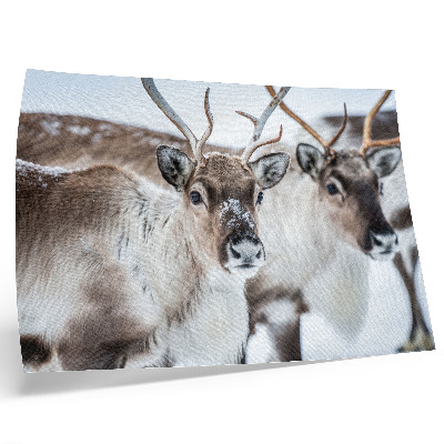 Poster Reindeer with natural antlers winter landscape harmony