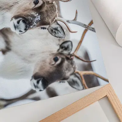 Poster reindeer with natural antlers in a winter landscape