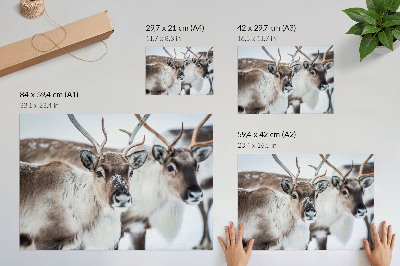 Poster Reindeer with natural antlers winter landscape harmony
