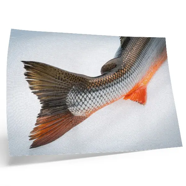 Photo canvas featuring natural scales and dynamic colors in close-up