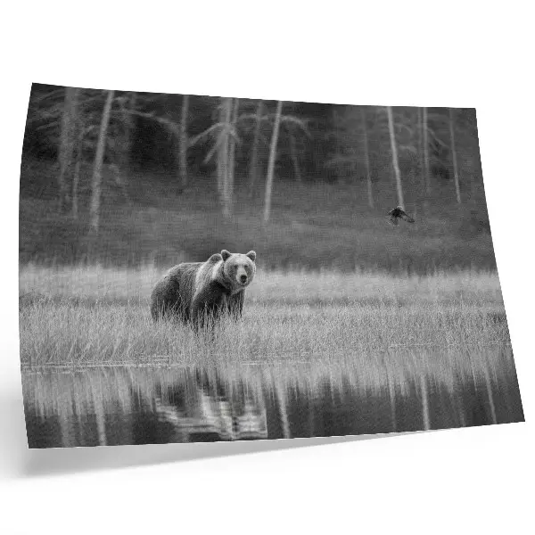 Poster bear by the water in atmospheric black and white