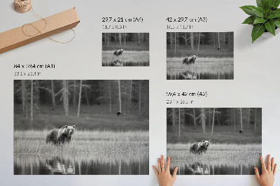 Poster Bear by the water black and white atmosphere