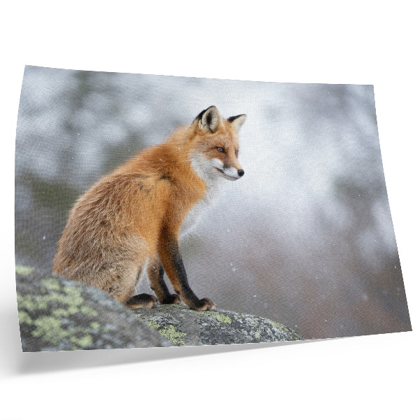 Decorative canvas print Fox in the winter scenery, gentle peace of nature