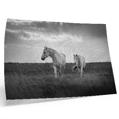 Photo canvas White horses against a meadow in shades of gray