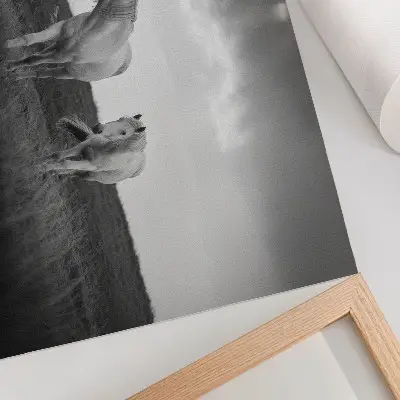 Photo canvas white horses in a meadow in shades of gray