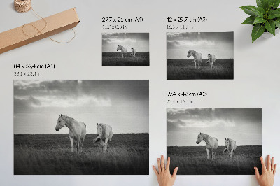 Photo canvas White horses against a meadow in shades of gray